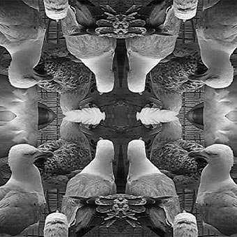 Pierre Clemens Art Contemporary Brussels SeaGull VIDEO